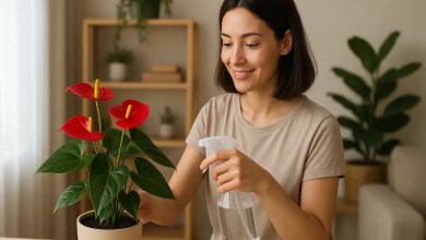 Seu antúrio saudável com 7 cuidados que garantem flores o ano todo