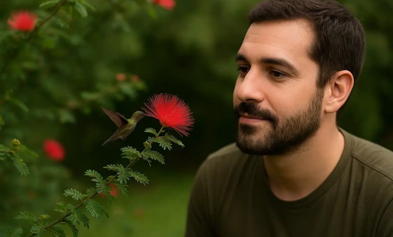 Caliandra 4 curiosidades sobre a planta que atrai beija-flores o ano inteiro