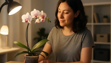 Orquídeas florescem mesmo sem luz natural com 7 estratégias específicas aplicadas em apartamentos