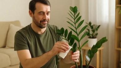 Zamioculca 5 cuidados que garantem folhas verdes e brilhantes