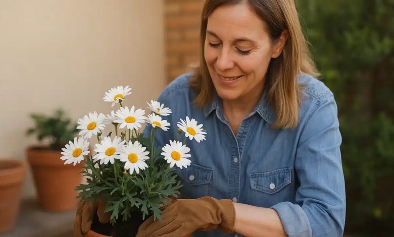 Como plantar margaridas em vasos e fazer com que floresçam mesmo com poucas horas de sol direto