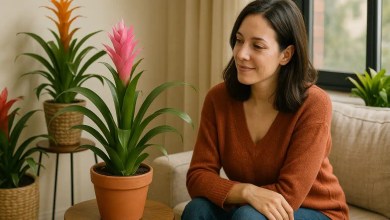 Como usar bromélias em vasos e transformar a sala em um espaço tropical elegante
