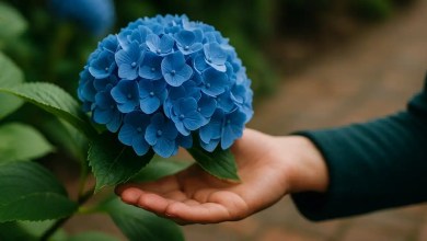 Hortênsia azul intensa Veja o truque natural que muda a cor das flores