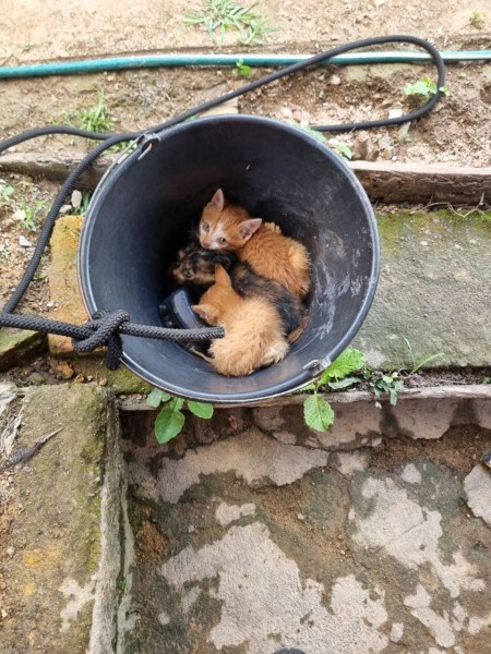 Dois filhotes de gato dentro de um balde preto, com um gato laranja e um gato preto e laranja se abraçando, em um ambiente externo.