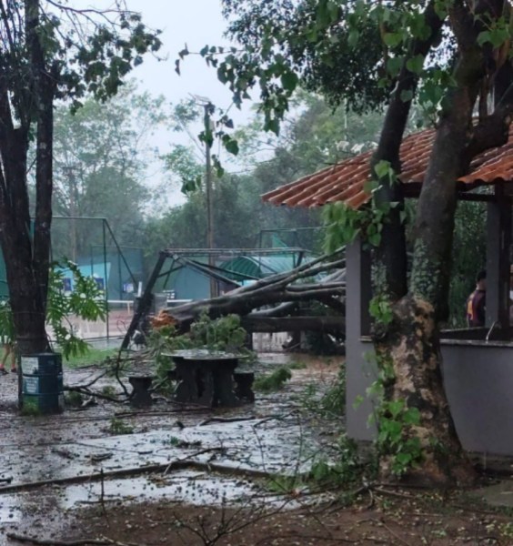 Cenário de destruição após o temporal, com árvores caídas e galhos espalhados pelo chão em um espaço ao ar livre.