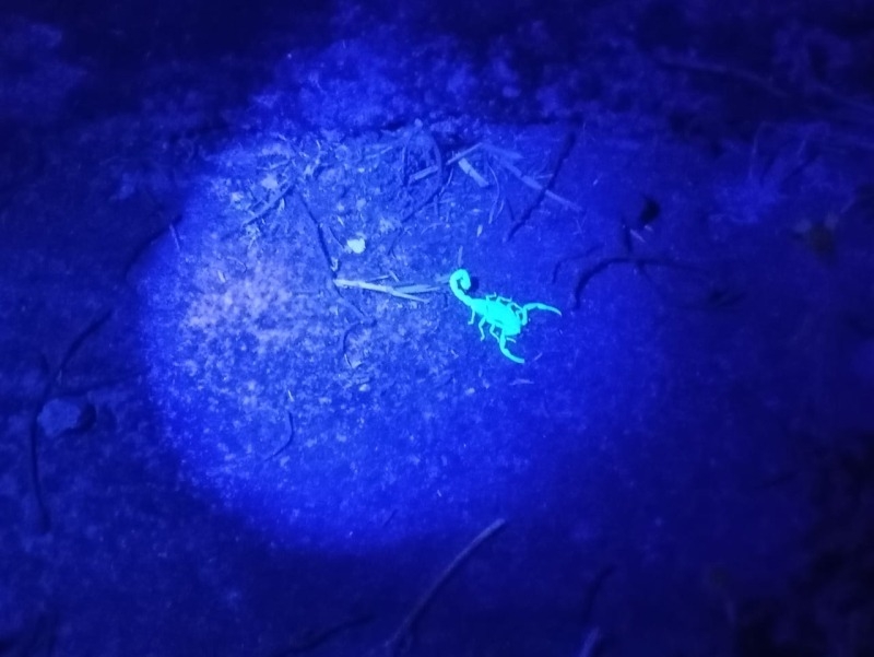 Um escorpião fluorescente sob luz azul, caminhando sobre o solo.