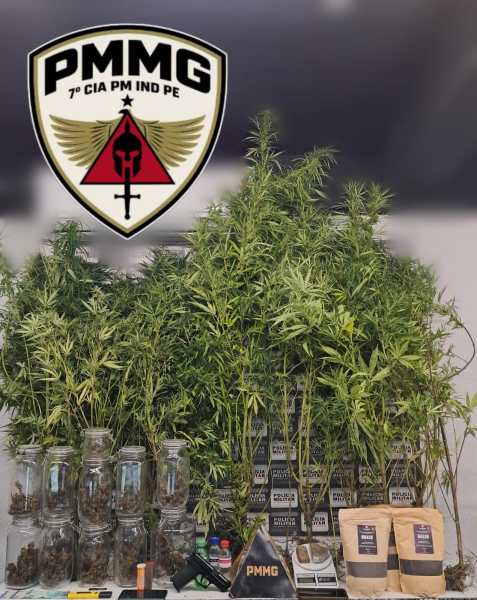 Imagem de uma mesa com plantas de cannabis ao fundo, frascos de vidro com substâncias vegetais, sacos de produto e o logo da PMMG no canto superior.