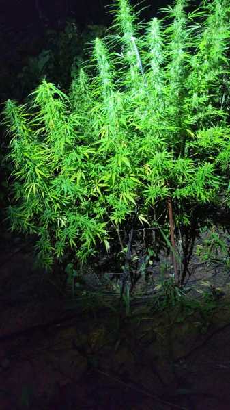Planta de maconha iluminada à noite, destacando suas folhas verdes e densas.