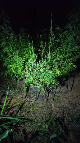 Planta de cannabis iluminada à noite, com folhas verdes em um solo escuro.