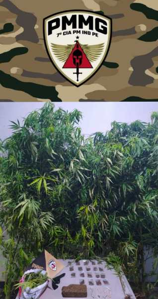 Imagem mostrando o logotipo da PMMG em meio a um fundo camuflado, com uma plantação de cannabis e itens relacionados em uma mesa.