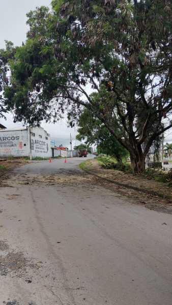 Vista de uma rua com um grande árvore à esquerda, com sinalização e cones na estrada, e prédios ao fundo.