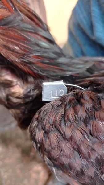 Um close em uma ave com uma etiqueta de identificação na parte superior da cabeça, com o número 110 visível.