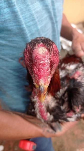 Um homem segurando um galo com plumagem escura e uma cabeça avermelhada.