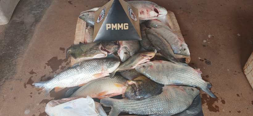 Um monte de peixes frescos em uma superfície, com um cone preto escrito PMMG no centro.