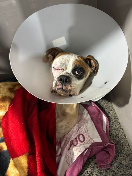 Cachorro da raça Boxer com colar elizabetano, deitado em uma cama aconchegante com cobertores, apresentando um inchaço ao redor dos olhos.