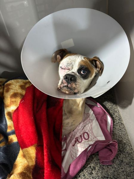 Cachorro com um colar elizabetano, deitado sobre uma coberta, com um ferimento na cabeça.