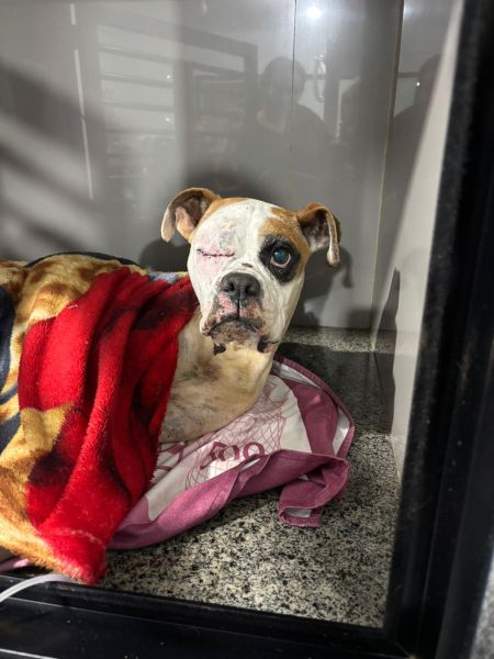 Cão Boxer deitado em uma cama com um cobertor, apresentando um olho machucado.
