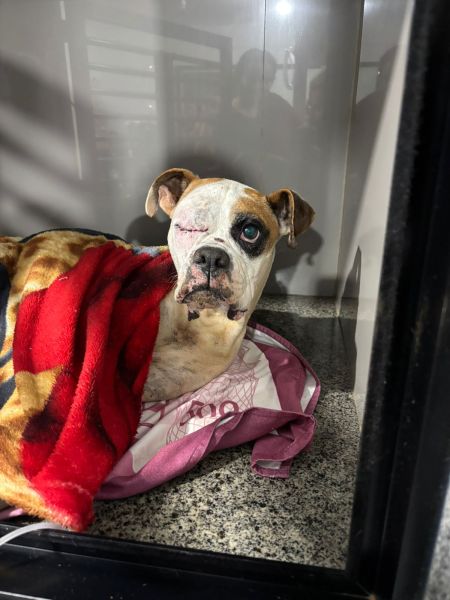 Cachorro deitado em uma cama coberta com um cobertor vermelho, apresentando um olho machucado e uma expressão calma.