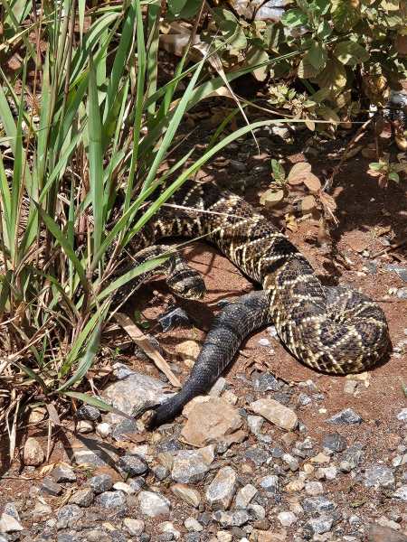 Uma serpente com padrão de escamas em preto e amarelo, parcialmente escondida entre grama e pedras.