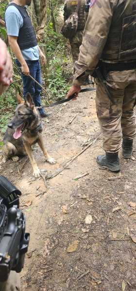 Cão de polícia sentado em uma trilha na floresta, com policiais ao fundo, alguns segurando cordas.