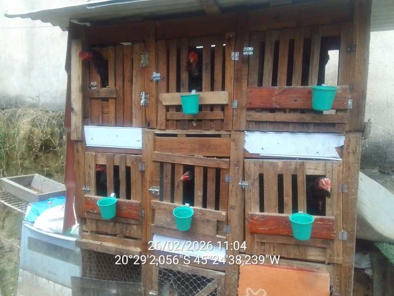 Gaiola de madeira para aves, com quatro compartimentos visíveis, cada um com um balde verde. Algumas aves estão olhando pela grade.