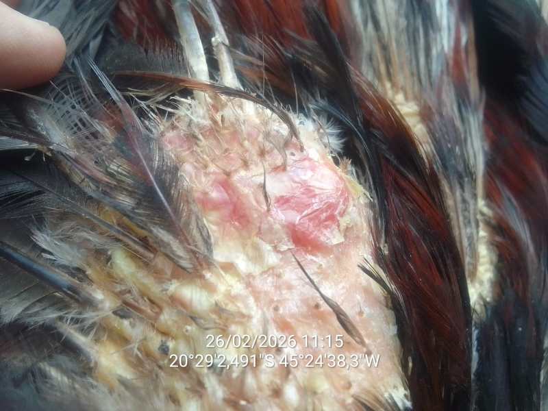 Close-up da pele de um pássaro com áreas avermelhadas e penas ao redor.
