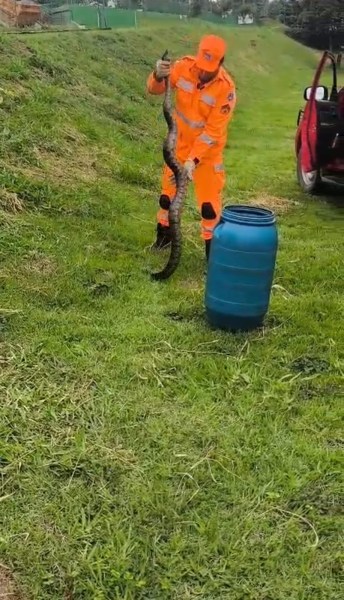 Um homem vestido com um macacão laranja segura uma cobra ao lado de um barril azul, em um gramado verde.