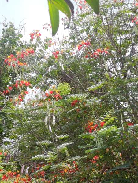 Um arbusto denso com flores vermelhas e laranjas em um dia ensolarado.