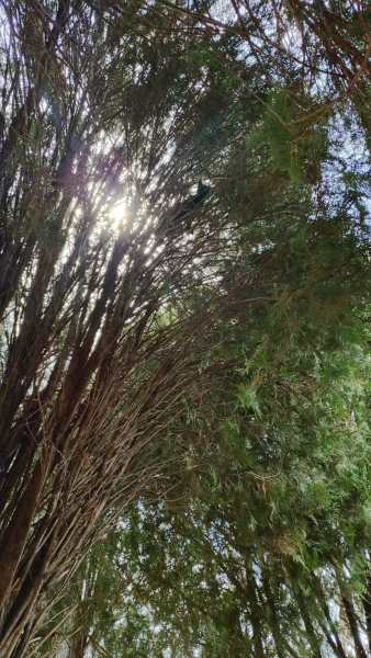 Sol brilhando através de folhas verdes de árvores altas.