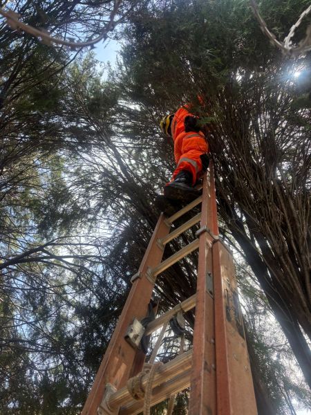 Trabalhador subindo uma escada de madeira sob árvores altas, vestindo um uniforme laranja e capacete de proteção.