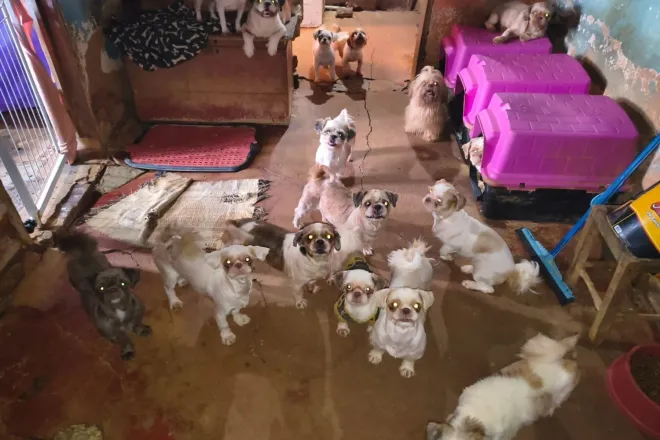 Grupo de cães em um ambiente interno, com vários cães de diferentes tamanhos e cores reunidos no chão e em prateleiras de madeira, alguns em caixas roxas ao fundo.