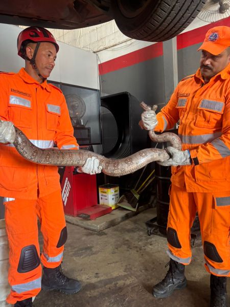 Dois homens vestindo uniformes laranjas de segurança seguram uma cobra grande em um ambiente de oficina.