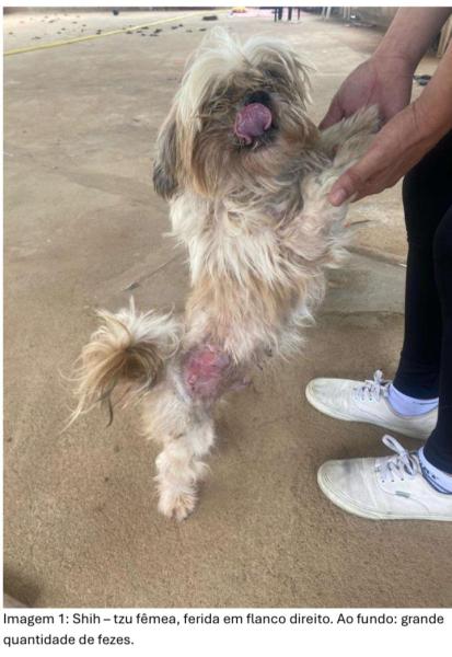 Cachorro da raça Shih Tzu fêmea, com ferida no flanco direito, sendo segurado por uma pessoa. Ao fundo, há uma grande quantidade de fezes.