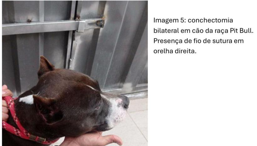 Imagem de um cão da raça Pit Bull, mostrando a cabeça e o lado direito, com fio de sutura na orelha direita após uma conchectomia bilateral.
