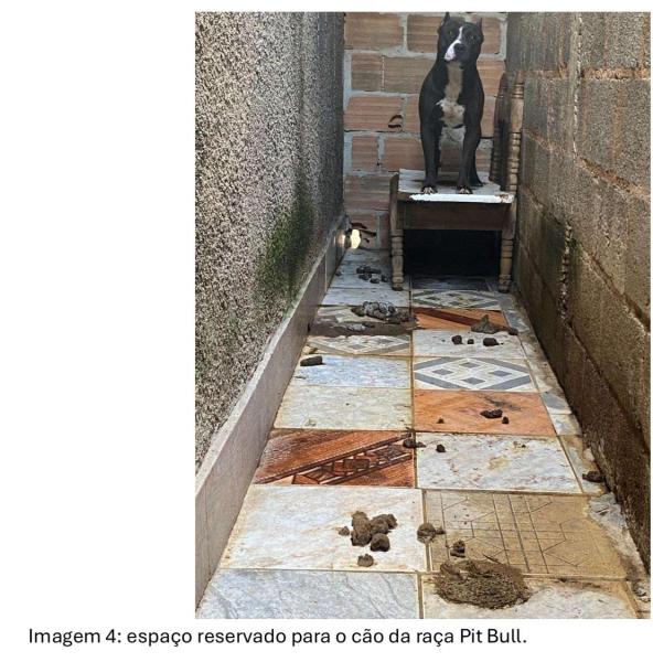 Cão da raça Pit Bull em um espaço reservado perto de fezes espalhadas pelo chão.