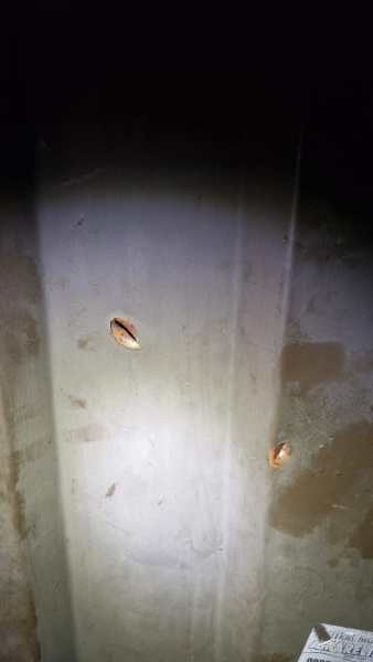 Close-up view of two small shells attached to a concrete wall, illuminated by a flashlight.