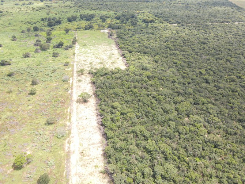 Vista aérea de um terreno dividido entre uma área aberta e uma floresta densa, mostrando a transição entre vegetação baixa e arbustos de grande porte.
