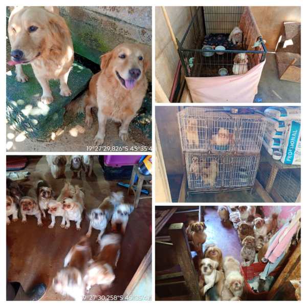 Duas cachorras da raça Golden Retriever sorrindo em um ambiente ao ar livre.