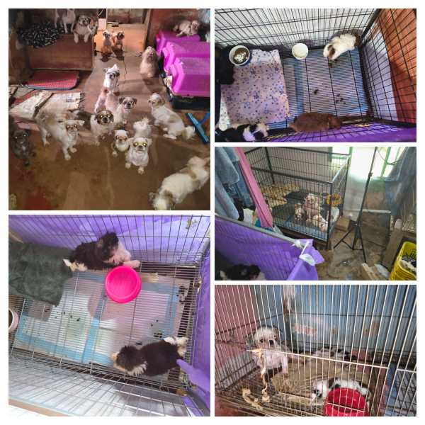 Imagem de um ambiente com vários cães pequenos, alguns estão dentro de gaiolas e outros estão soltos no chão. Os cães estão em diferentes seções, com tigelas de comida e roupões para conforto.