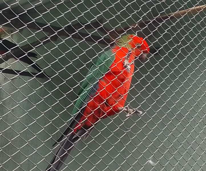Um papagaio vermelho com penas verdes na asa, posando atrás de uma grade.