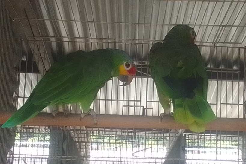 Dois papagaios verdes empoleirados em uma gaiola, um deles de perfil e o outro de costas.