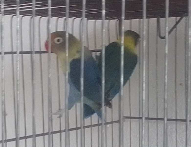 Dois pássaros coloridos dentro de uma gaiola.