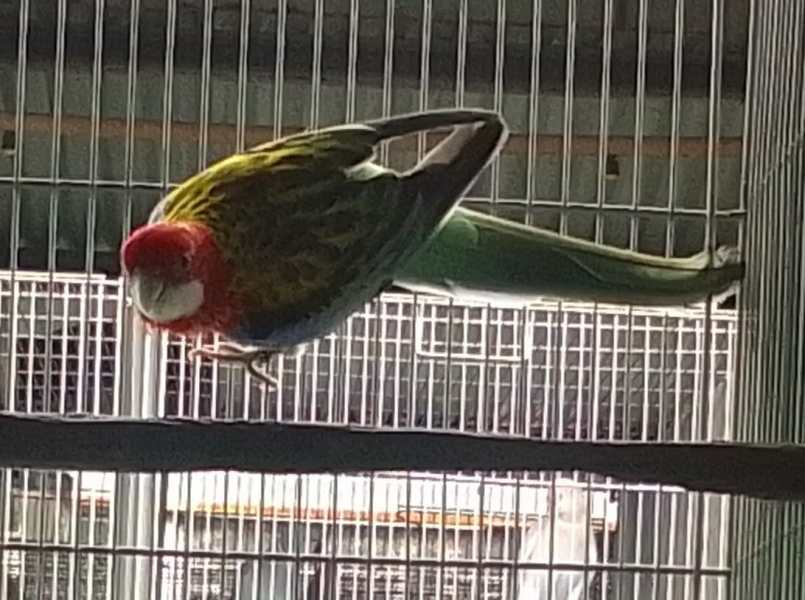 Um papagaio colorido posado em uma gaiola, com plumagem verde, amarela e vermelha.