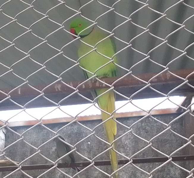 Um papagaio verde com bico vermelho em uma gaiola.