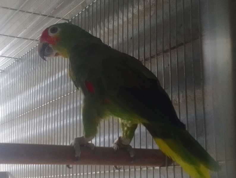 Um papagaio verde com detalhes vermelhos e amarelos, pousado em um poleiro dentro de uma gaiola.
