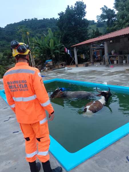 Um bombeiro militar observa duas vacas no interior de uma piscina cheia de água em uma área rural, com árvores e uma construção ao fundo.