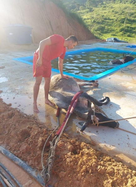 Homem vestido de vermelho ajudando um animal deitado ao lado de uma piscina em um ambiente rural.
