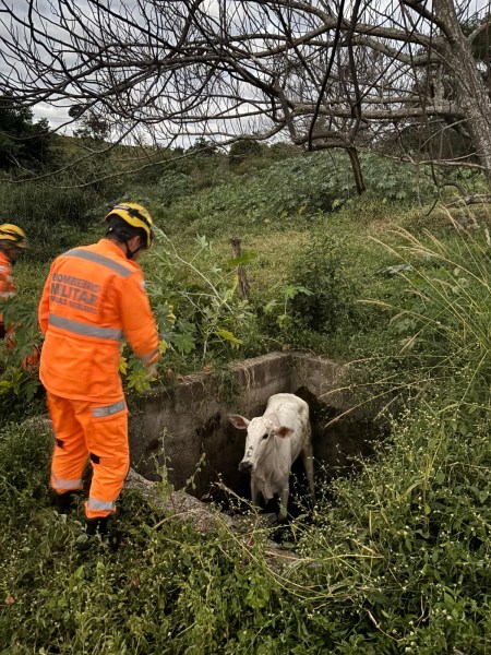 Um bombeiro resgatando uma vaca caída em um buraco em uma área rural com vegetação densa.