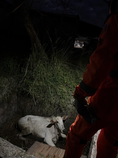 Um resgatista observa uma vaca branca deitada em um buraco escuro, cercada por grama alta e um ambiente noturno.