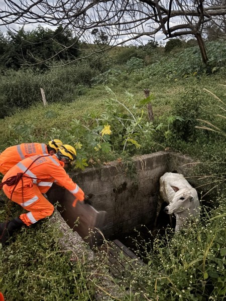 Um trabalhador de resgate em roupas laranja tenta ajudar uma vaca presa em um buraco cercado por vegetação.